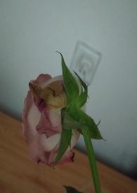渣女的惩罚txt笔趣阁