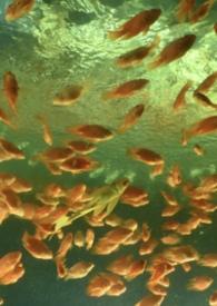 非正常性爱关系(1v3)